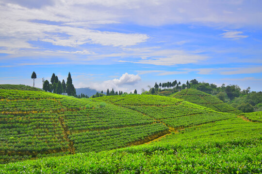 Gopaldhara tea garden near golpahar view point at Mirik.