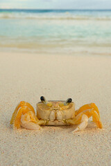 Crab on the beach