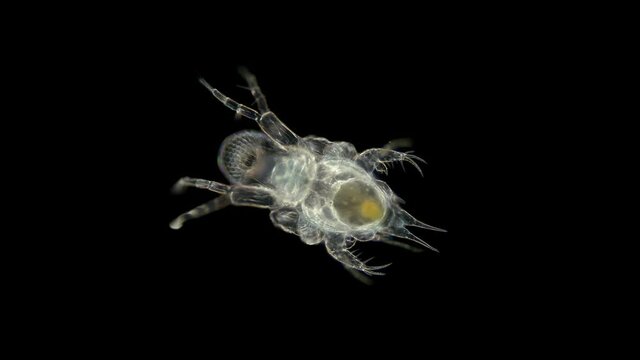 water flea Polyphemus pediculus under a microscope, predatory, detachment Cladocera, stands out with its large eye, which is looking for its victim. Barents Sea