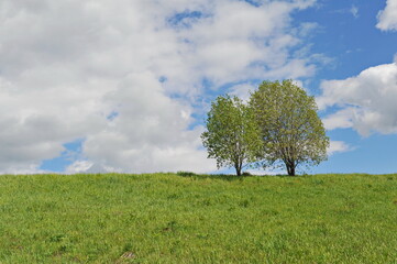 Fototapeta na wymiar Ridder, Kazakhstan - 06.05.2013 : Two trees grow on a green hill.