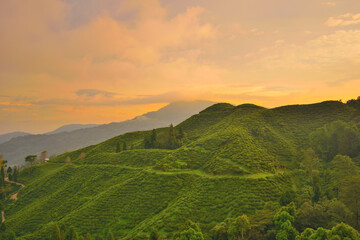 Sunset over tea garden near Darjeeling.