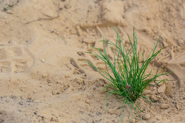 A small pine sapling is planted in dry soil. Dryland landscaping concept.