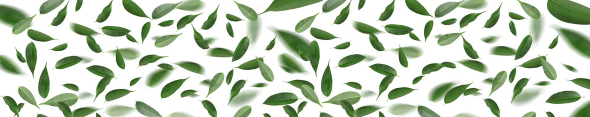 Flying green tea leaves on white background