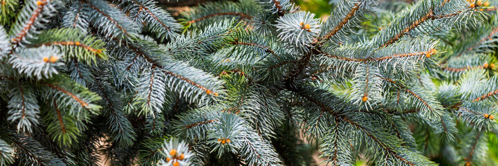 Naklejka na ściany i meble Branches of spruce or conifer background