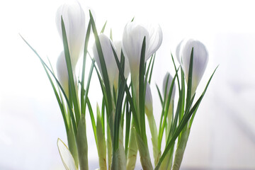 Crocus, plural crocuses or croci is a genus of flowering plants in the iris family. A single crocus, a bunch of crocuses, a meadow full of crocuses, close-up crocus. Crocus on a white background.
