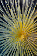 Sabella spallanzanii. Bodrum, Muğla  Turkey