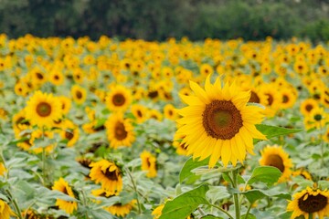 Close up shoot of Sunflower