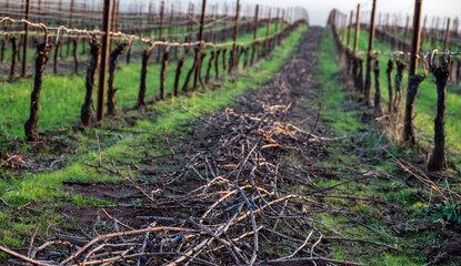 Looking down between rows of grapevines, green grass and piles of vine clippings an the ground, heavily pruned vines stretching away towards the horizon, winter scene in an Oregon vineyard.