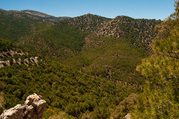 Bonita vista de un bosque de pinos en un valle en la Sierra de Baza (Granada, España).