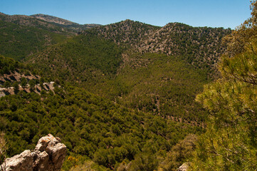 Naklejka premium Bonita vista de un bosque de pinos en un valle en la Sierra de Baza (Granada, España).