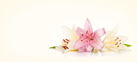 Fototapeta premium Colorful lily flowers