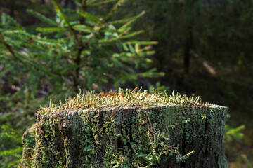 Trumpet lichen growing on a tree stump