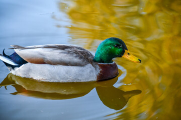 A large Mallard swimming at Menifee, California