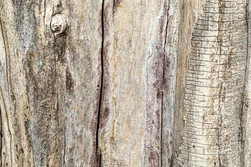 Obraz premium Natural wooden texture as background