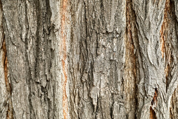 Natural wooden texture as background