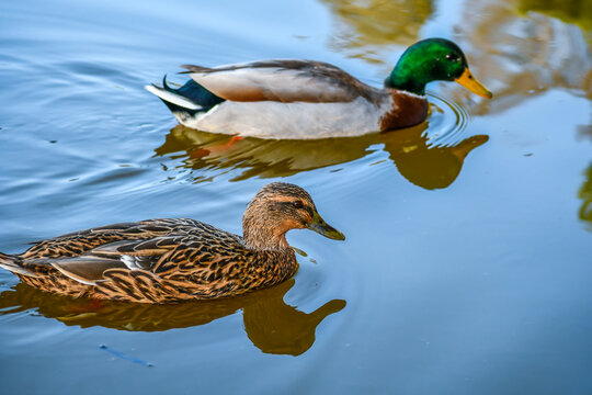A group of Mallards swimming at Menifee, California