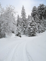 Ski touring in the mountains and forest above Alvaneu in the Swiss Alps