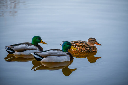 A group of Mallards swimming at Menifee, California