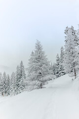 Obraz premium Ski touring in the mountains and forest above Alvaneu in the Swiss Alps