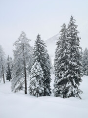 Ski touring in the mountains and forest above Alvaneu in the Swiss Alps