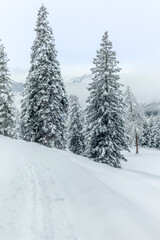 Fototapeta na wymiar Ski touring in the mountains and forest above Alvaneu in the Swiss Alps
