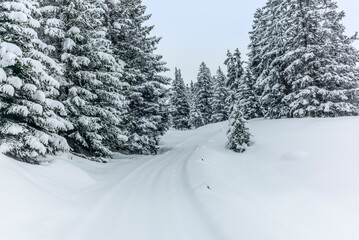 Obraz premium Ski touring in the mountains and forest above Alvaneu in the Swiss Alps