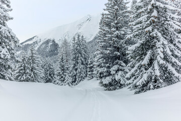 Ski touring in the mountains and forest above Alvaneu in the Swiss Alps