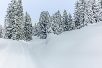 Ski touring in the mountains and forest above Alvaneu in the Swiss Alps