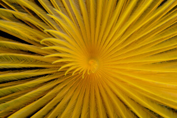 Sabella spallanzanii. Bodrum, Muğla  Turkey