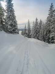 Ski touring in the mountains and forest above Alvaneu in the Swiss Alps