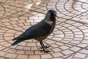 raven on the street