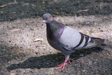 pigeon in the park