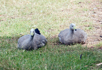 the cape barren geese are resting on thw grass