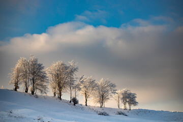 Fototapeta na wymiar Winter trees in sunset.