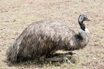 this is a side view of an Australian emu