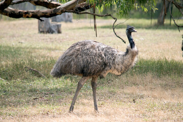 the Australian emu is eating grass
