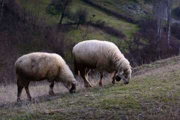 sheep in the field