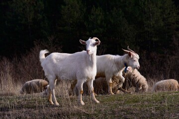 Fototapeta premium goats in the meadow