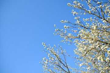 Fruit trees bloom in spring against a background of blue sky and other flowering trees. Close-up