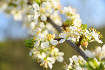 Fruit trees bloom in spring against a background of blue sky and other flowering trees. Close-up