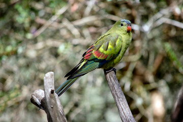 the female regent parrot is perched on a branch
