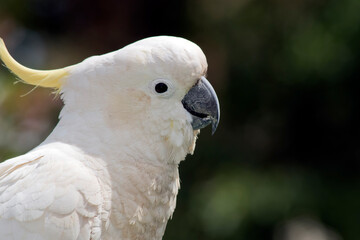 this is a side view of a  sulphur crested cockatoo