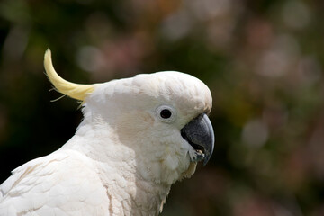 this is a close up of a sulphur crested cockatoo