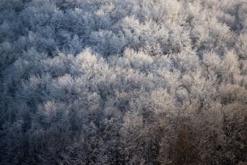 Close up on a frozen forest.
