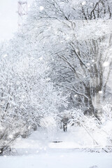 Winter landscape. Forest under the snow. Winter in the park.