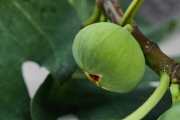 Ripe fresh green fig on the tree