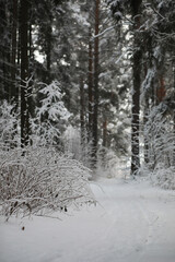Winter landscape. Forest under the snow. Winter in the park.