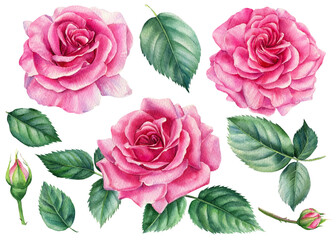 Pink roses on white background, watercolor botanical illustration