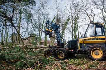 machine for cutting tree trunks used in the forestry industry