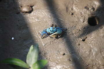 Blue Crab with a big hand